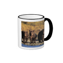 Grizzly bear, brown bear, cubs, Katmai National Mug