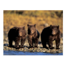 Grizzly bear, brown bear, cubs, Katmai National Postcards
