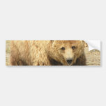 grizzly bear, bear, bears, brown bear, mammal, wild life, wildlife, wild animal, zoo, grizzly, grizzlies
