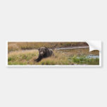 Grizzly Bear Bumper Sticker