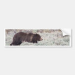 Grizzly Bear Bumper Sticker