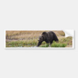 Grizzly Bear Bumper Sticker