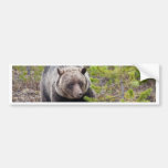 Grizzly Bear Bumper Sticker