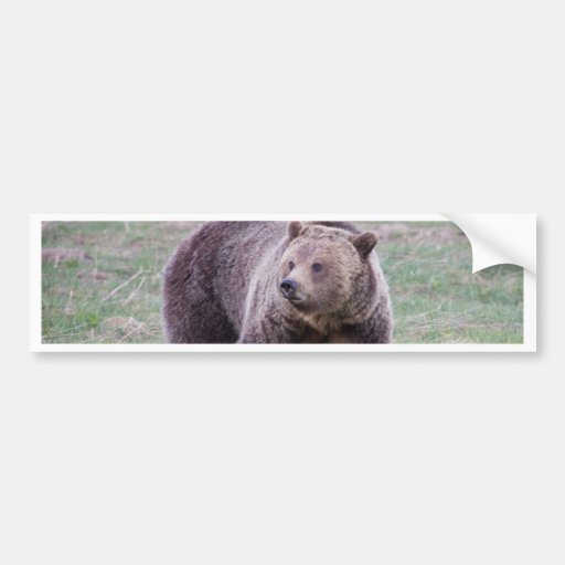 Grizzly bear bumper stickers