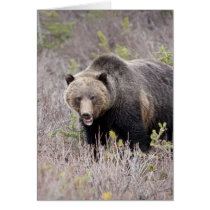 Grizzly Bear Greeting Card