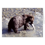 Grizzly bear catching a fish Grizzly bear catching a fish
