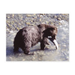 Grizzly bear catching a fish on Vancouver Island