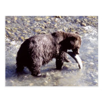 Grizzly bear catching a fish on Vancouver Island postcards