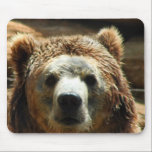 Grizzly Bear Chilling mousepads