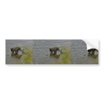 Grizzly bear cubs bumper stickers