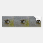 Grizzly bear cubs bumper stickers