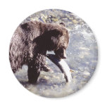 Grizzly Bear Eating a Salmon Fridge Magnets Grizzly Bear Eating a Salmon Fridge Magnets