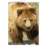 grizzly bear, bear, bears, brown bear, mammal, wild life, wildlife, wild animal, zoo, grizzly, grizzlies