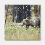 Grizzly Bear in Field at Yellowstone National Park Magnets
