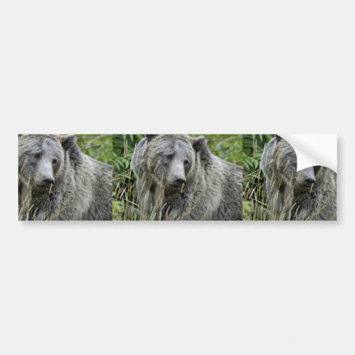 Grizzly Bear in Yellowstone National Park Bumper Stickers