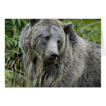 Grizzly Bear in Yellowstone National Park Greeting Cards