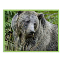 Grizzly Bear in Yellowstone National Park Postcards