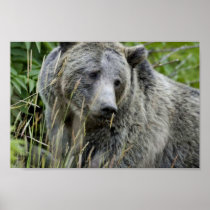 Grizzly Bear in Yellowstone National Park Poster