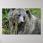 Grizzly Bear in Yellowstone National Park Poster