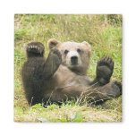 Grizzly Bear Fridge Magnets Grizzly Bear Fridge Magnets