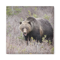 Grizzly Bear Magnets