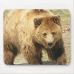grizzly bear, bear, bears, brown bear, mammal, wild life, wildlife, wild animal, zoo, grizzly, grizzlies