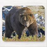 Grizzly Bear mousepads