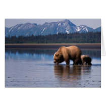 Grizzly Bear Notecard cards