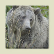Grizzly_Bear_Photography_Art