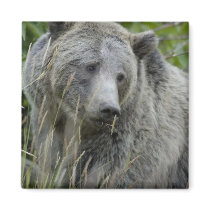 Grizzly_Bear_Photography_Art magnets by WildByDezign Grizzly_Bear_Photography_Art magnets
