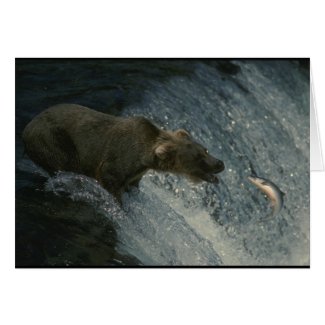 Grizzly Bear Picture-Fishing for Salmon Cards
