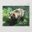 Grizzly Bear Post Cards
