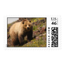 Grizzly Bear Stamp