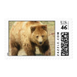 grizzly, grizzly bear, bears, bear, grizzlies, mammal, animal, wild life, wild animal, brown bear, grizzly bears