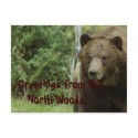 Grizzly Bear Postcard by kdpurdy Grizzly Bear Postcard