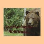 Grizzly Bear Postcard