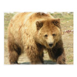 grizzly bear, bear, bears, brown bear, mammal, wild life, wildlife, wild animal, zoo, grizzly, grizzlies