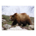Grizzly Bear Poster posters