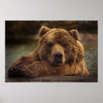 Grizzly Bear Print
