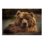 bear, wildlife, grizzly