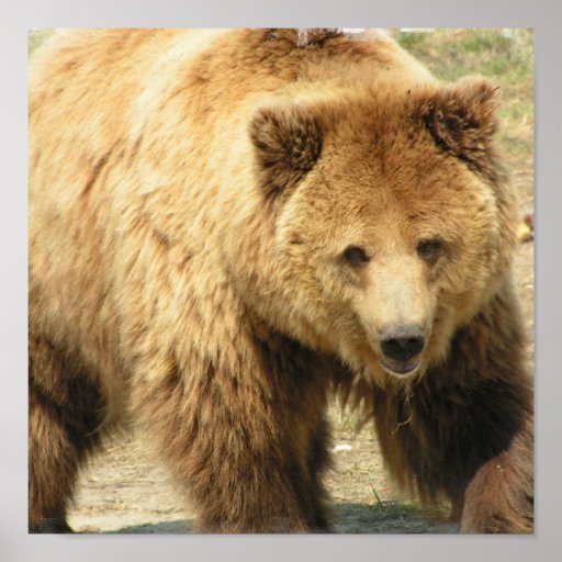 Grizzly Bear Print | Zazzle