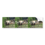 Grizzly Bear Smile; Yukon Territory, Canada Bumper Stickers