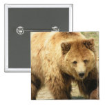 grizzly bear, bear, bears, brown bear, mammal, wild life, wildlife, wild animal, zoo, grizzly, grizzlies