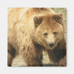 grizzly bear, bear, bears, brown bear, mammal, wild life, wildlife, wild animal, zoo, grizzly, grizzlies