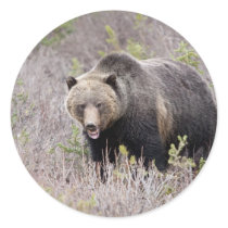 Grizzly Bear Sticker