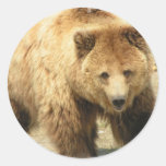 grizzly bear, bear, bears, brown bear, mammal, wild life, wildlife, wild animal, zoo, grizzly, grizzlies