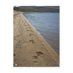 Grizzly bear tracks, Sithylemenkat Lake Postcards