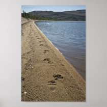 Grizzly bear tracks, Sithylemenkat Lake Print