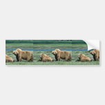 Grizzly Bears Bumper Stickers