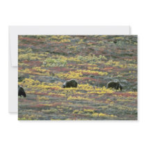 Grizzly bears, Denali National Park, Alaska Red fl Invitation